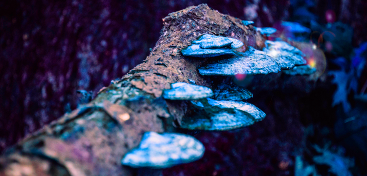 Mushrooms